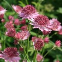 Jarzmianka Większa - Astrantia Major 'Roma'