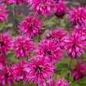 Pysznogłówka 'Pink Lace' (Monarda hybrida) - sadzonka P11