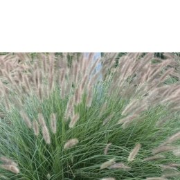 Rozplenica Japońska - Pennisetum Alopecuroides 'Lady U'