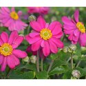 Zawilec - Anemone Hupehensis 'Margarete'