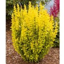 Berberys Thunberga - Berberis thunbergii 'Maria'(R)