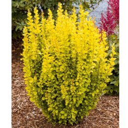 Berberys Thunberga - Berberis thunbergii 'Maria'(R)