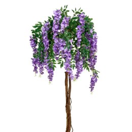 Glicynia chińska - Wisteria sinensis